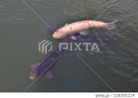 宝ヶ池の鯉 116305214