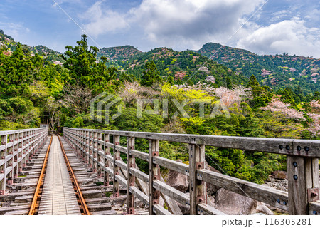 山桜と新緑　屋久島国立公園　小杉谷橋周辺(春 116305281