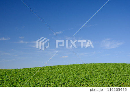 9月 美瑛の風景 116305456