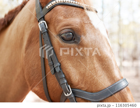 Horse, forest and profile of animal in nature for travel, adventure and summer in countryside. Eyes, stallion and pet with trees, mountain and woods in Canada for riding and sunshine on trail Horse, forest and profile of animal in nature for travel, adventure and summer in countryside. Eyes, stallion and pet with trees, mountain and woods in Canada for riding and sunshine on trail 116305460