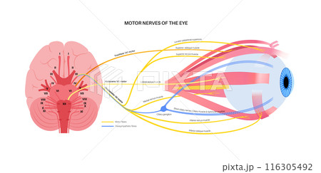 Motor nerves of the eye Motor nerves of the eye 116305492