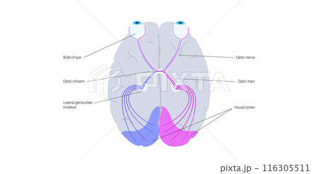 Optic nerve anatomy 116305511