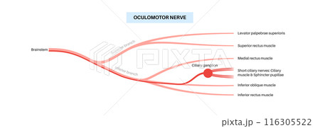 Oculomotor nerve anatomy Oculomotor nerve anatomy 116305522