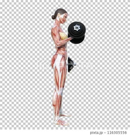 Muscle anatomy diagram Illustration of a human model woman lifting dumbbells Full body sideways Profile Right-facing Muscle anatomy diagram Illustration of a human model woman lifting dumbbells Full body sideways Profile Right-facing 116305556