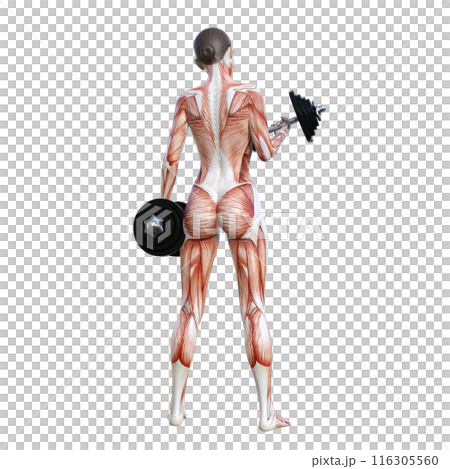 Human anatomy diagram, illustration of a female human model lifting dumbbells, full body, rear view, back 116305560