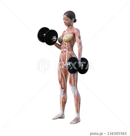 筋肉解剖図 ダンベルを持ち上げる人体模型女性のイラスト 全身正面 斜め前 116305563