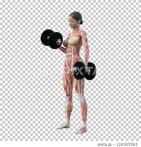 Muscle anatomy diagram Illustration of a human body model woman lifting dumbbells Full body front view Diagonal front view 116305563
