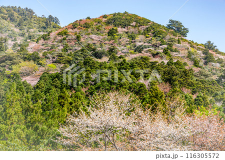 屋久島国立公園のきれいな山桜(3月)小杉谷周辺 116305572