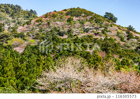 屋久島洋上アルプス小杉谷の森(3月)新緑や山桜の絶景 116305573