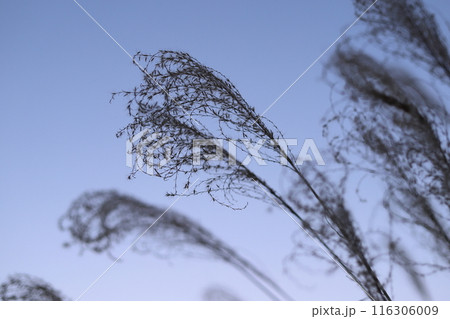 晩秋 枯れたススキのシルエット 晩秋 枯れたススキのシルエット 116306009