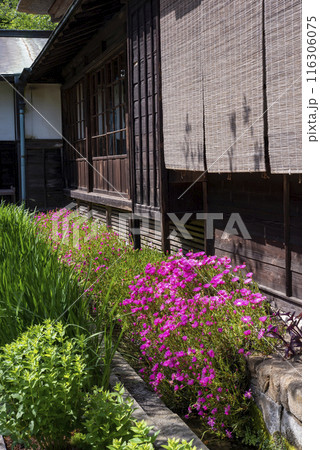 鎌倉245　海蔵寺28　マツバギク 116306075