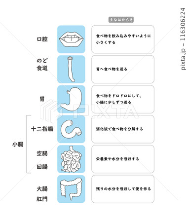 消化器系の臓器の簡単な説明図 116306224