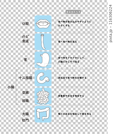 消化器系の臓器の簡単な説明図 116306224