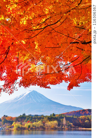 秋の紅葉と富士山 秋の紅葉と富士山 116306367