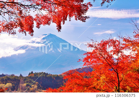 秋の紅葉と富士山 秋の紅葉と富士山 116306375