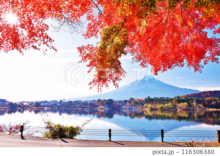 秋の紅葉と富士山 116306380