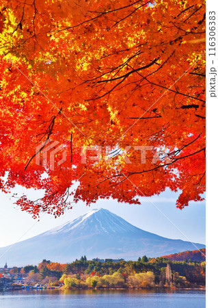 秋の紅葉と富士山 116306383