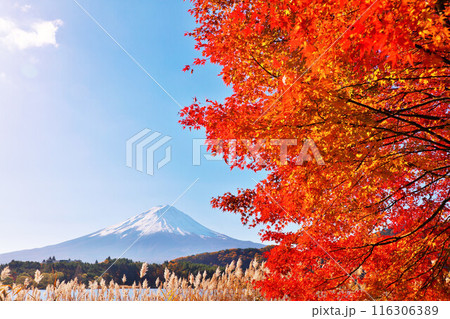 秋の紅葉とススキ そして富士山 秋の紅葉とススキ そして富士山 116306389
