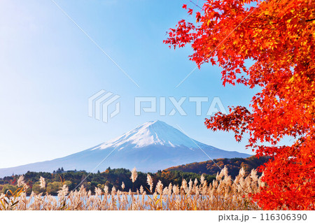 秋の紅葉とススキ そして富士山 秋の紅葉とススキ そして富士山 116306390