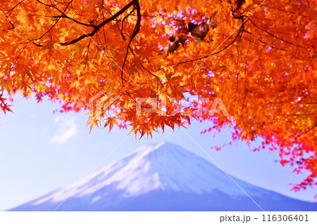 秋の紅葉と富士山 116306401