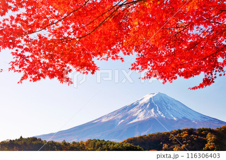 秋の紅葉と富士山 秋の紅葉と富士山 116306403