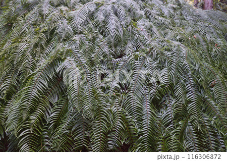 大豊神社のシダ 116306872