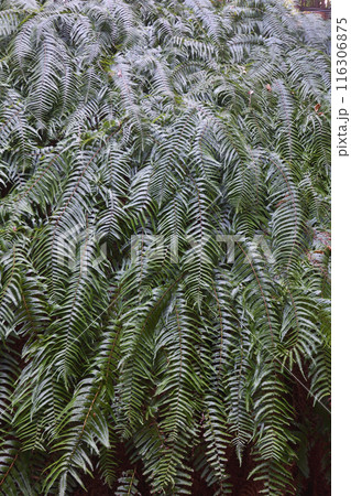 大豊神社のシダ 116306875