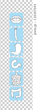Simple digestive system icon set Simple digestive system icon set 116307045