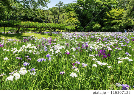東京都 小石川後楽園 菖蒲田の花ショウブ 国の特別史跡 東京都 小石川後楽園 菖蒲田の花ショウブ 国の特別史跡 116307125