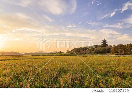 美しい秋の田園風景｜備中国分寺の夕景 116307190
