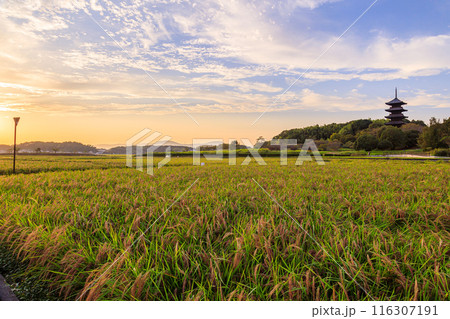 美しい秋の田園風景｜備中国分寺の夕景 116307191