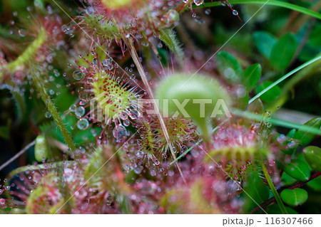 朝露に濡れる食虫植物 朝露に濡れる食虫植物 116307466
