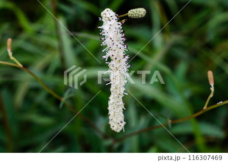 湿原の植物 湿原の植物 116307469
