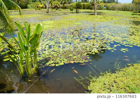 ウォーターガーデン バイパヒ、タヒチ島 116307683