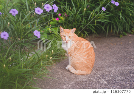 庭の猫 庭の猫 116307770