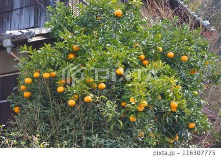 民家のミカン 116307775