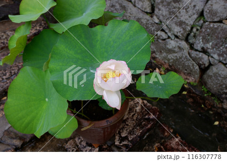 奈良県　長谷寺の蓮 116307778
