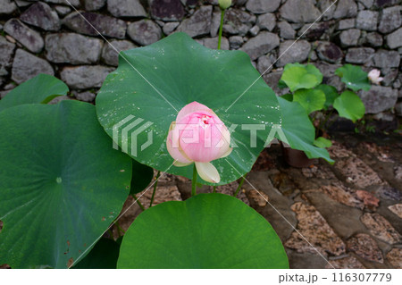 奈良県　長谷寺の蓮 116307779