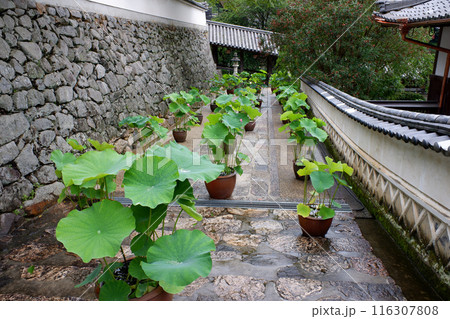 奈良県　長谷寺の蓮 116307808