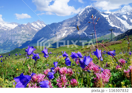高山植物が咲くスイスアルプスの風景【スイス/グリンデルワルト】 116307832