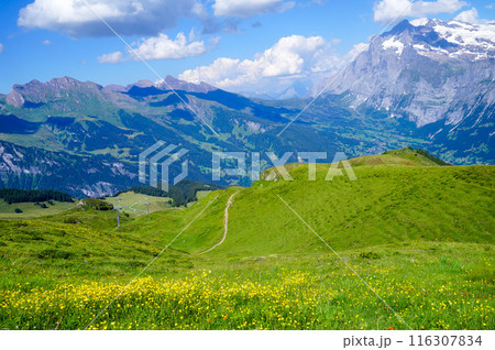 高山植物が咲くスイスアルプスの風景【スイス/グリンデルワルト】 高山植物が咲くスイスアルプスの風景【スイス/グリンデルワルト】 116307834