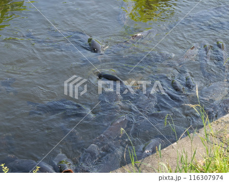 池の中の鯉 116307974
