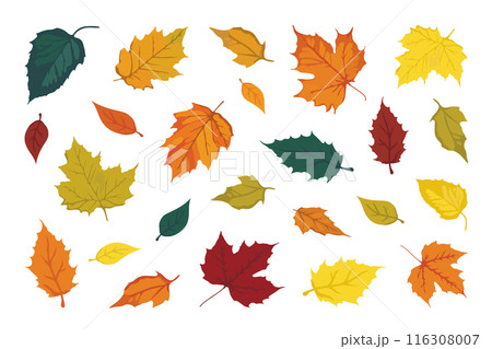 A set of Fallen leaves, flat design style illustration in vibrant Autumn colors, editable objects on white background 116308007