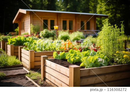 Raised garden beds filled with thriving vegetables in a sunny backyard 116308272