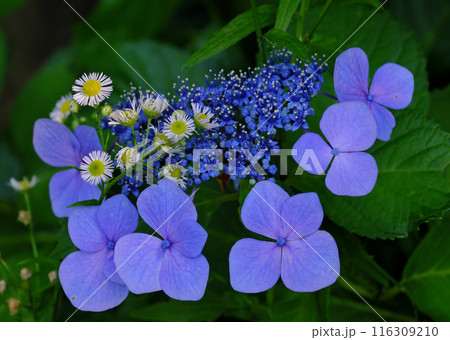 青いガクアジサイ 116309210