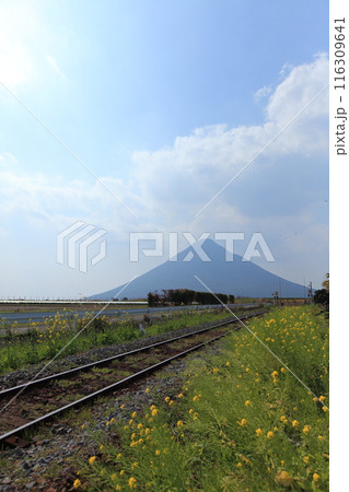 ローカル線・木製の枕木と鉄路と菜の花と開聞岳と青空 ローカル線・木製の枕木と鉄路と菜の花と開聞岳と青空 116309641