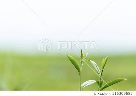 Green tea tree leaves field plant in camellia sinensis organic farm. Close up Tree tea plantations mountain green nature background in morning. Fresh young tender bud herbal Green tea tree in farm 116309683