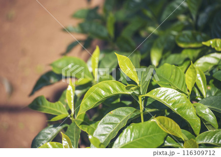 Banner Agriculture Green coffee tree growing berry bean plant. Coffee tree farm growth in eco organic garden. Panorama Fresh coffee bean green leaf bush berry plant arabica garden with copy space Banner Agriculture Green coffee tree growing berry bean plant. Coffee tree farm growth in eco organic garden. Panorama Fresh coffee bean green leaf bush berry plant arabica garden with copy space 116309712