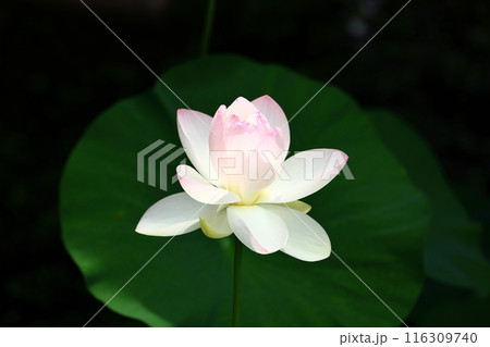 蓮の花　3 116309740