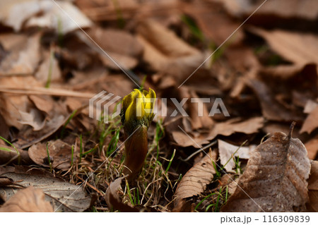 福寿草の蕾 福寿草の蕾 116309839